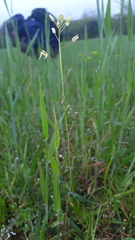Camelina microcarpa