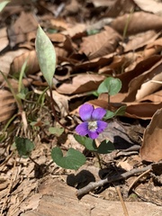 Viola hirsutula