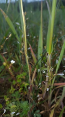 Camelina microcarpa