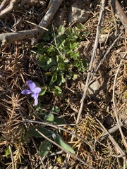 Viola × scabra