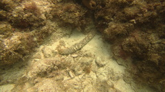 Holothuria thomasi