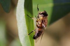 Eristalis similis