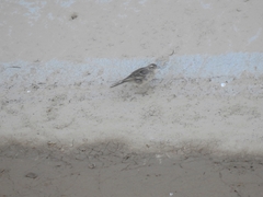 Anthus spinoletta