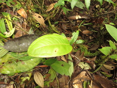 Anthurium caucanum