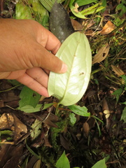 Anthurium caucanum