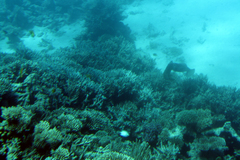 Sepioteuthis lessoniana