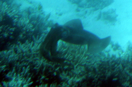 Bigfin Reef Squid — seen at this dive site