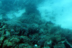 Sepioteuthis lessoniana