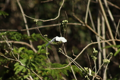 Ipomoea pauciflora