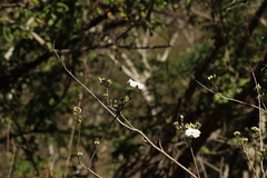 Ipomoea pauciflora