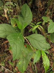 Macrocarpaea macrophylla