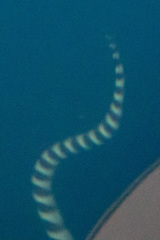Hydrophis ornatus