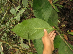 Macrocarpaea macrophylla