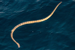 Hydrophis lapemoides