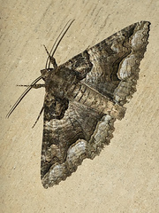Zale calycanthata