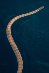 Hydrophis lapemoides