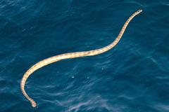 Hydrophis lapemoides