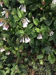 Symphytum × hidcotense