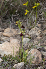Ophrys sphegodes passionis