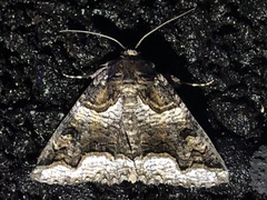 Zale calycanthata