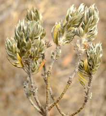 Xiphotheca lanceolata