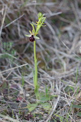 Ophrys sphegodes passionis