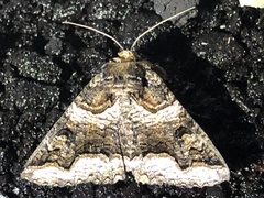 Zale calycanthata