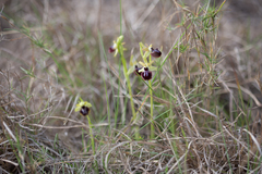Ophrys sphegodes passionis