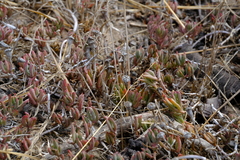 Lampranthus sociorum