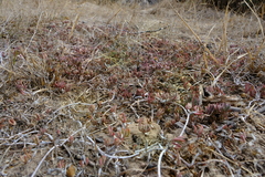 Lampranthus sociorum