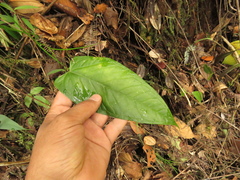 Anthurium myosuroides
