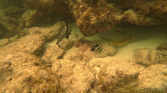 Eques punctatus