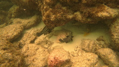Eques punctatus