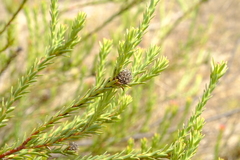 Leucadendron stellare