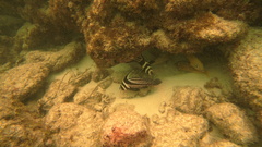 Eques punctatus