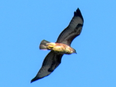 Buteo buteo vulpinus
