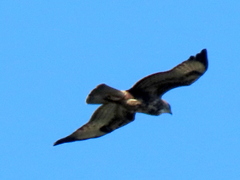 Buteo buteo vulpinus