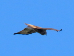 Buteo buteo vulpinus