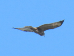 Buteo buteo vulpinus