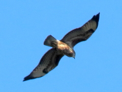 Buteo buteo vulpinus