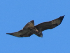 Buteo buteo vulpinus