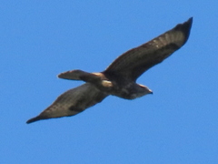 Buteo buteo vulpinus