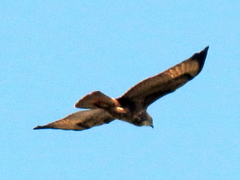 Buteo buteo vulpinus