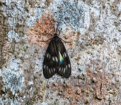 Milleria litana