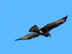 Buteo buteo vulpinus