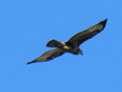 Buteo buteo vulpinus