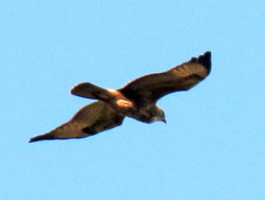 Buteo buteo vulpinus
