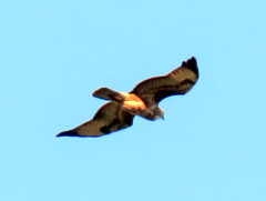 Buteo buteo vulpinus