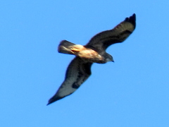 Buteo buteo vulpinus
