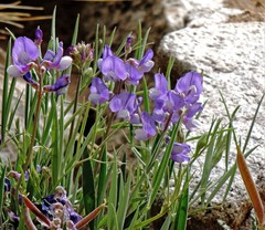 Lathyrus magellanicus